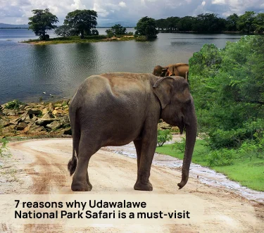 7 reasons why Udawalawe National Park Safari is a must-visit