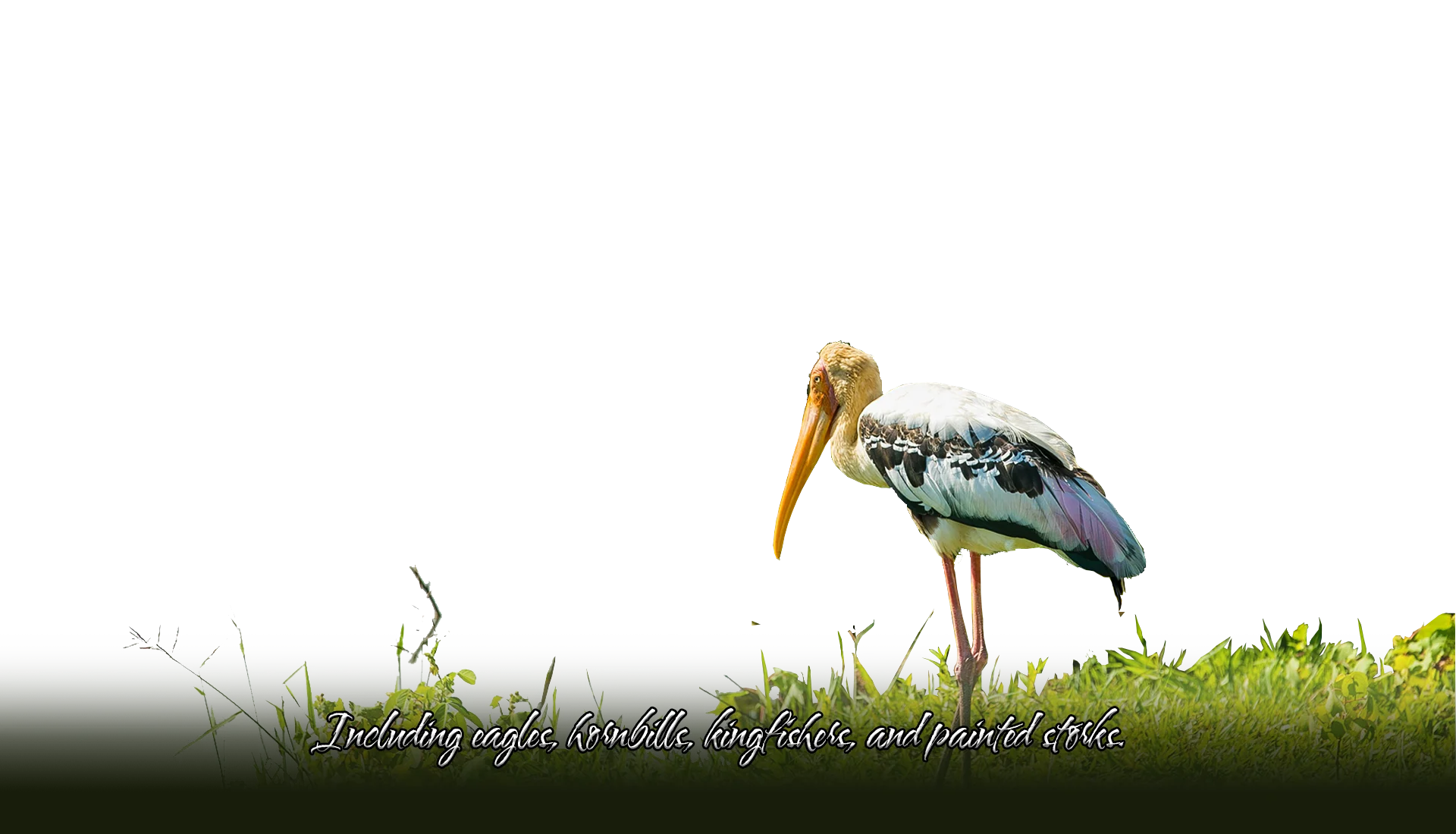 Storks at Udawalawe