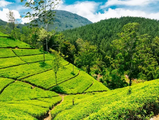 Tea Factory and Tea Plantation