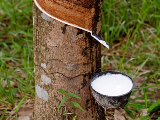 Traditional Rubber Plantation