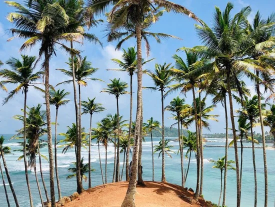 Mirissa to Udawalawe: Visit Coconut Tree Hill, Mirissa