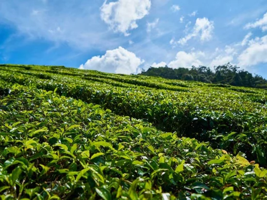 Mirissa to Udawalawe: Visit Handunugoda Tea Estate