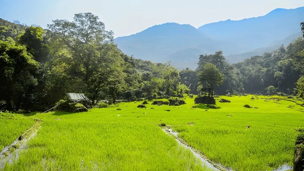 Paddy Fields and Greenery at Udawalawe