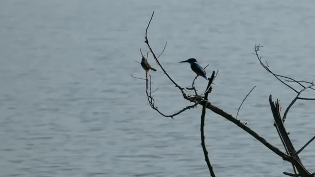 Kingfishers at Mau Ara Reservoir in Udawalawe National Park