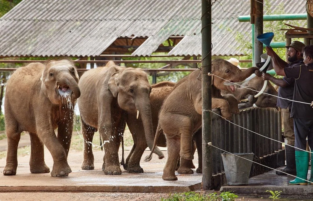 Orphaned baby elephants drinking milk through hoses at the Elephant Transit Home feeding station