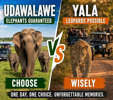 Yala or Udawalawe: Which is better? – Best safari in Sri Lanka comparison showing elephants in Udawalawe and leopard in Yala