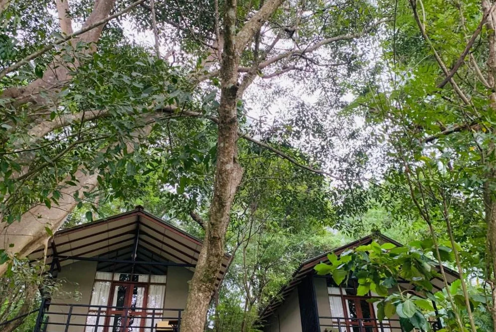 The Top 7 Hotels Near Udawalawe for Every Budget in Sri Lanka - Udawalawerides.com
