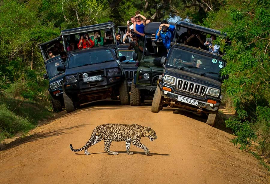 Tourist attractions in Sri Lanka featuring a leopard sighting in Yala National Park surrounded by safari vehicles.