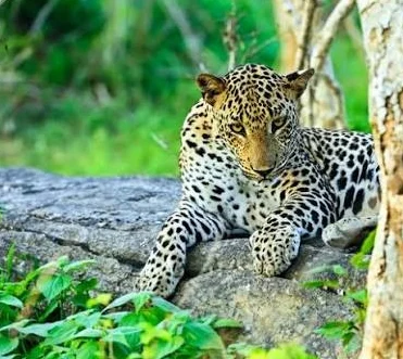 Best Photography Spots in Udawalawe 2026 in Sri Lanka - Udawalawerides.com