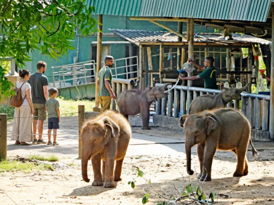 Orphaned elephant calves being fed at the Udawalawe Elephant Transit Home