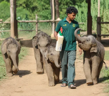 Baby elephants being fed by a keeper at the Udawalawe Elephant Transit Home