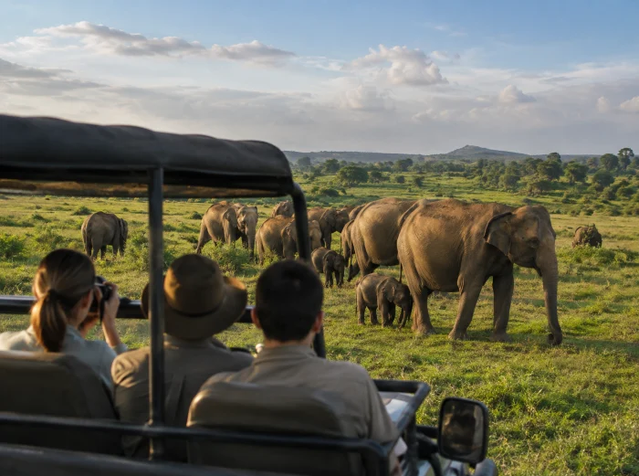 Tourists watching a wild elephant herd from a safari jeep in Udawalawe National Park