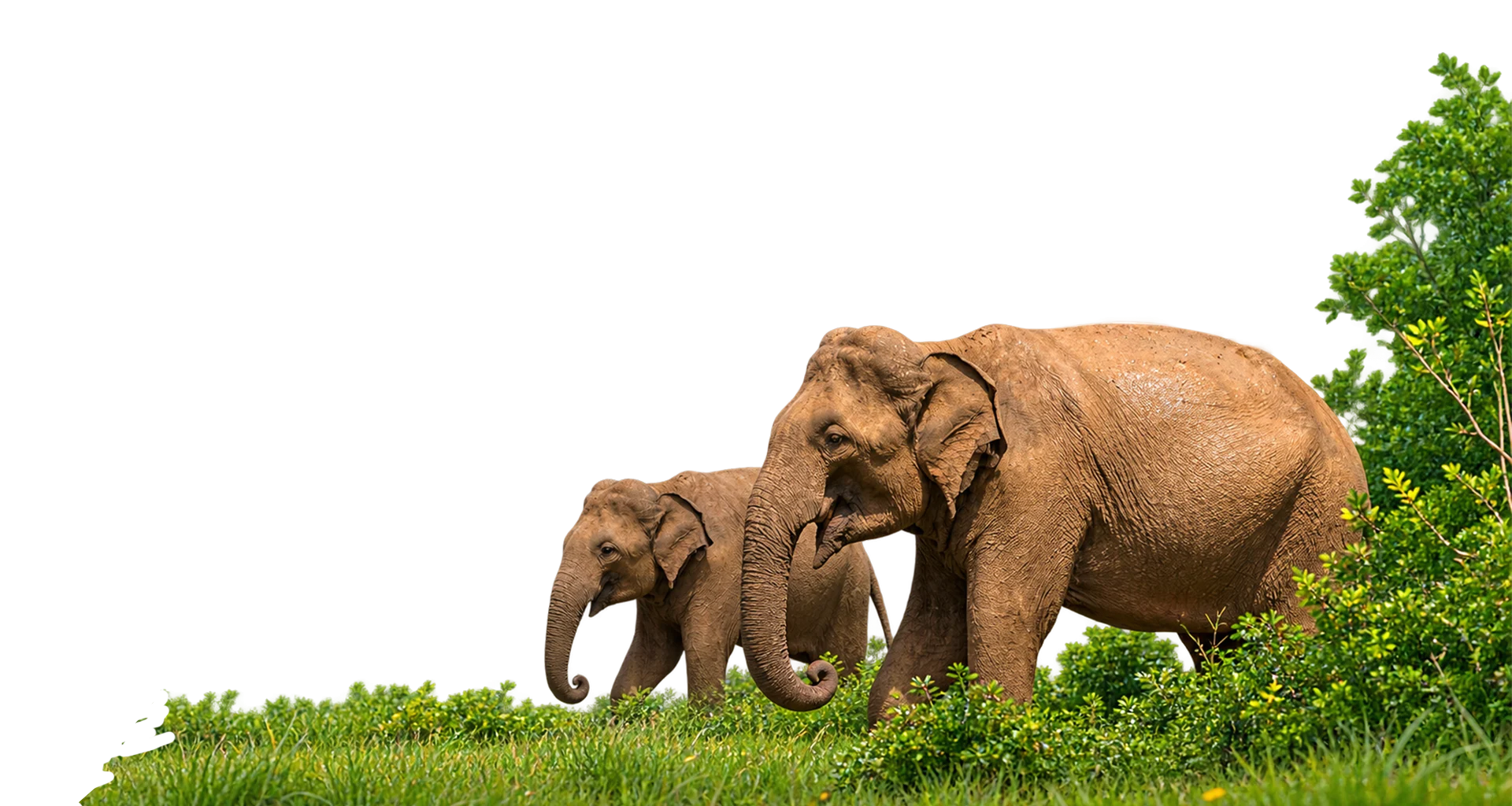 Wild elephants and safari jeep in Udawalawe National Park, Sri Lanka